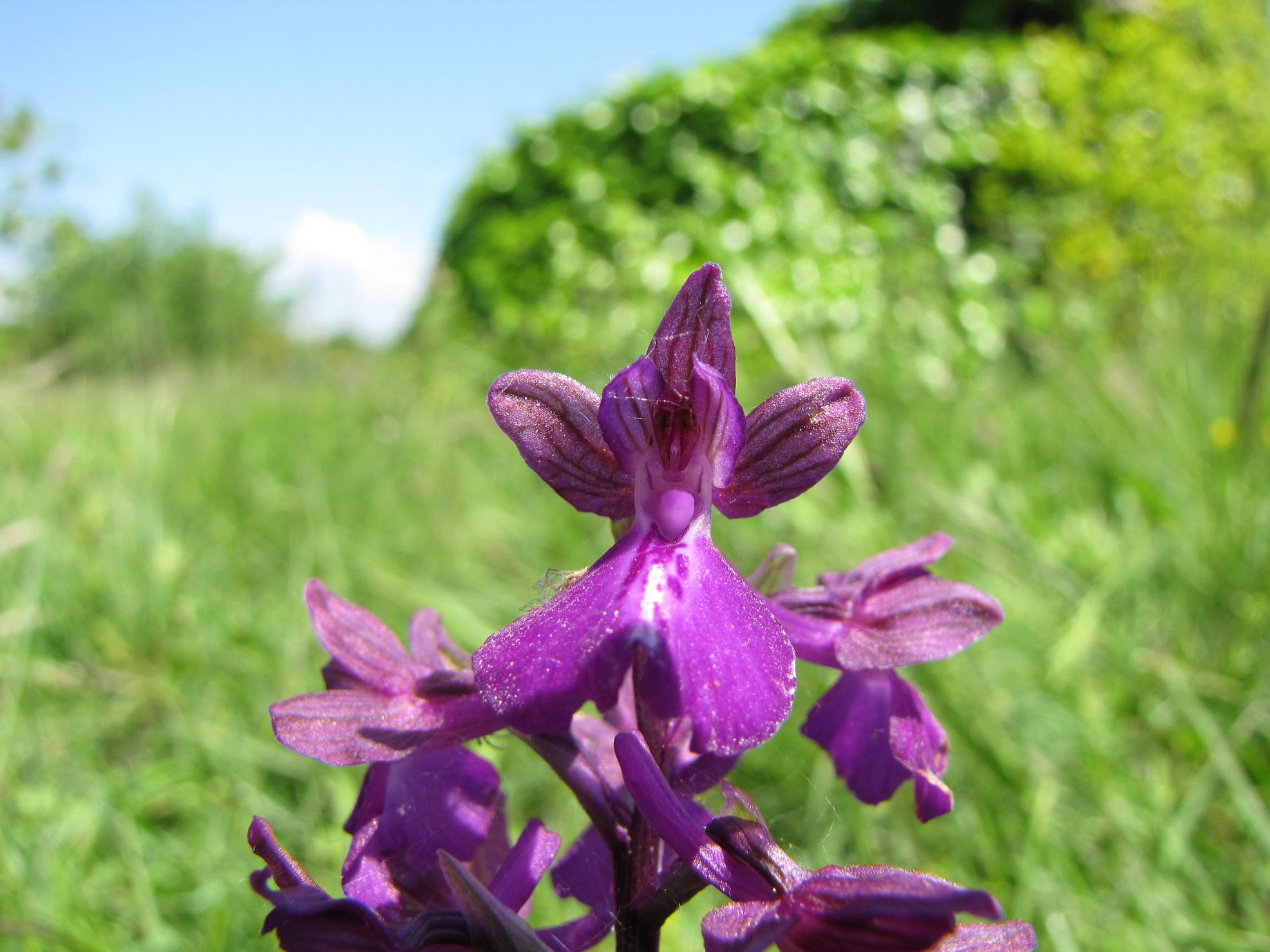 Orchis x  (laxiflora x morio)